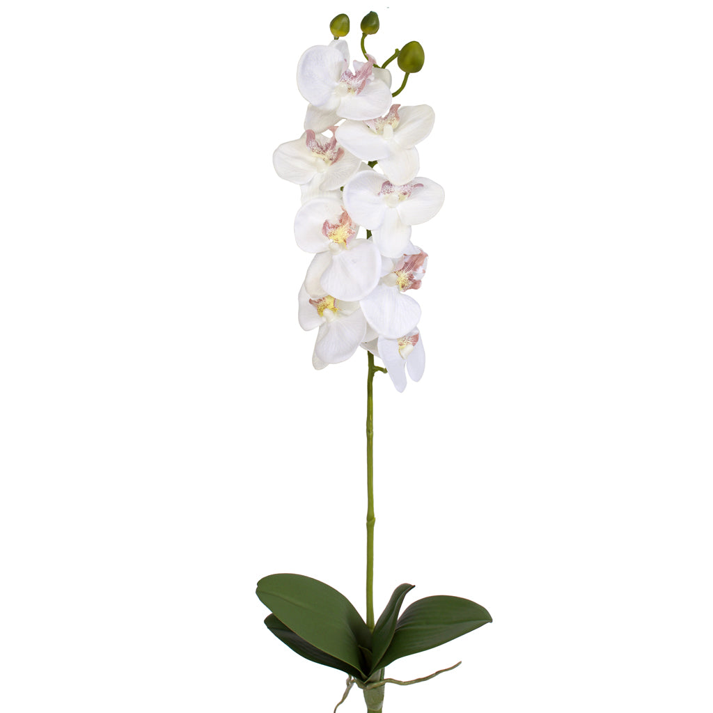 Orchid with leaves - White - 60cm ✰✰✰ HALF PRICE SPECIAL ✰✰✰