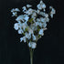 Sweet Pea Flowers - Cadet Grey colour