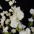 Sweet Pea Flowers - White Pearl - DUE AUGUST 2026