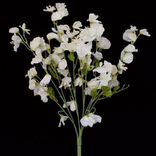 Sweet Pea Flowers - White Pearl - DUE AUGUST 2026