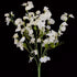 Sweet Pea Flowers - White Pearl - DUE AUGUST 2026