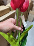 Tulip - Triumph - Kansas Red ✰✰✰ SPECIAL - 50% OFF ✰✰✰