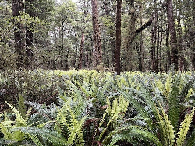 Crown Ferns lining the Kepler Track in Fiordland, New Zealand