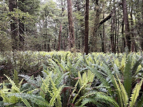 Crown Ferns lining the Kepler Track in Fiordland, New Zealand