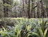 Crown Ferns lining the Kepler Track in Fiordland, New Zealand