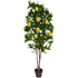Tree - Lemon tree