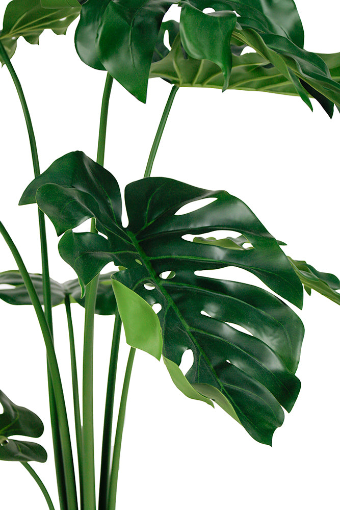 Close-up of a Monstera plant leaves from Decorflowers.co.nz