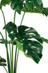 Close-up of a Monstera plant leaves from Decorflowers.co.nz