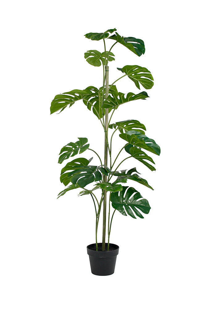 Potted Monstera plant from Decorflowers.co.nz