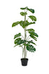 Potted Monstera plant from Decorflowers.co.nz