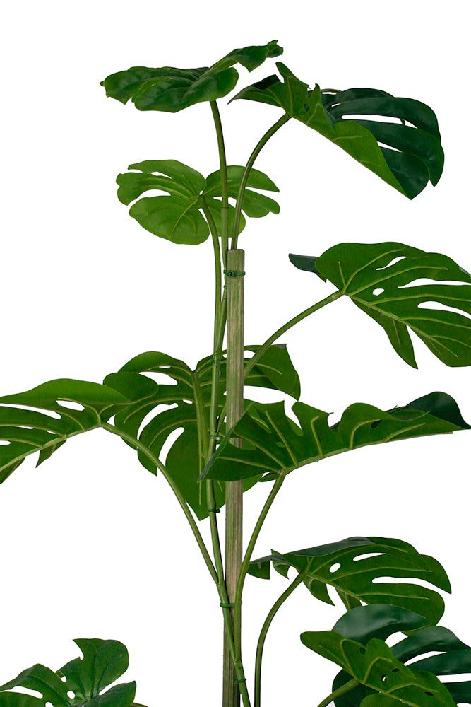 Green leafy plant from Decorflowers.co.nz
