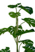 Green leafy plant from Decorflowers.co.nz