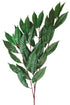 Capensia Spray 70cm