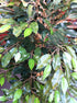 Ficus Tree - Close-up Leaves