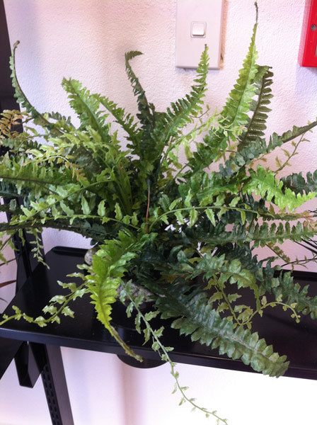 Boston Fern - Small