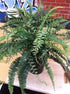 Boston Fern - Small