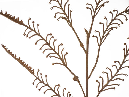 Koru Fern - Brown ✰✰✰ HALF PRICE SPECIAL ✰✰✰