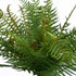 Fern - NZ - Large - Dark Green