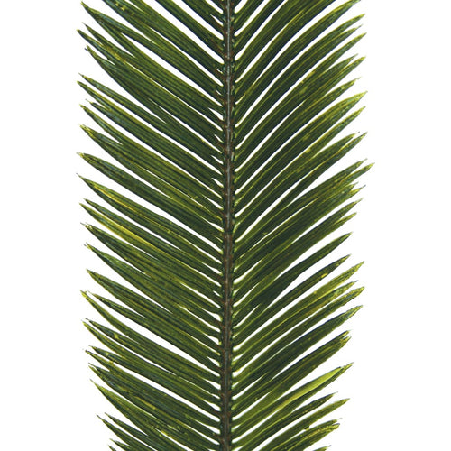 Nikau - Young Spray