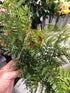 Fern - Maidenhair Bush Fern - Forest Green - Box Lot Deal (6)