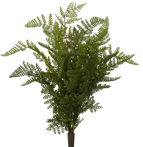 Fern - Maidenhair Bush Fern - Forest Green