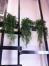 Asparagus Fern - Forest Green