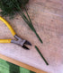 Asparagus Ferns - Forest Green - Box Lot Deal (4)