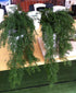 Asparagus Fern - Forest Green