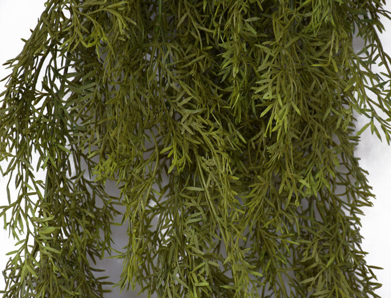 Asparagus Fern Bush - Autumn Green - Box Lot Deal (4)