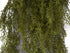 Asparagus Fern Bush - Autumn Green - Box Lot Deal (4)
