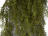 Asparagus Fern - Autumn Green