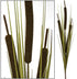 Bull Rush - Forest Green - Extra Large (Box of 6) ✰✰✰ HALF PRICE SPECIAL ✰✰✰