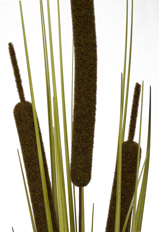 Bull Rush - Forest Green - Extra Large (Box of 6) ✰✰✰ HALF PRICE SPECIAL ✰✰✰