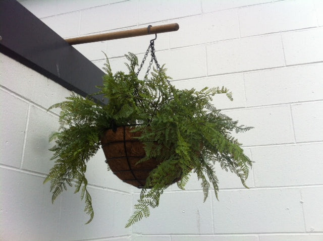 Hanging Basket - Ferns