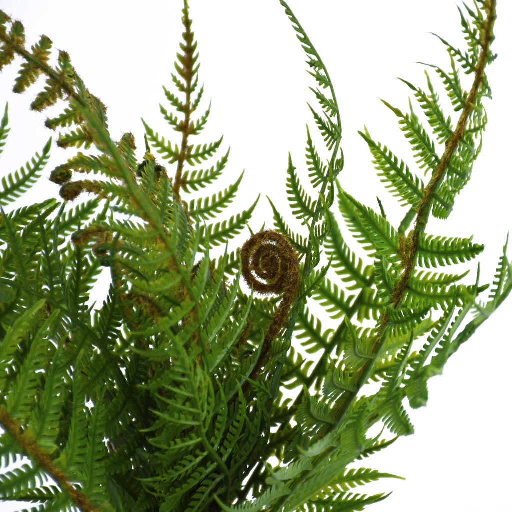 Fern - NZ Bush Small - Box Lot Deal (4)