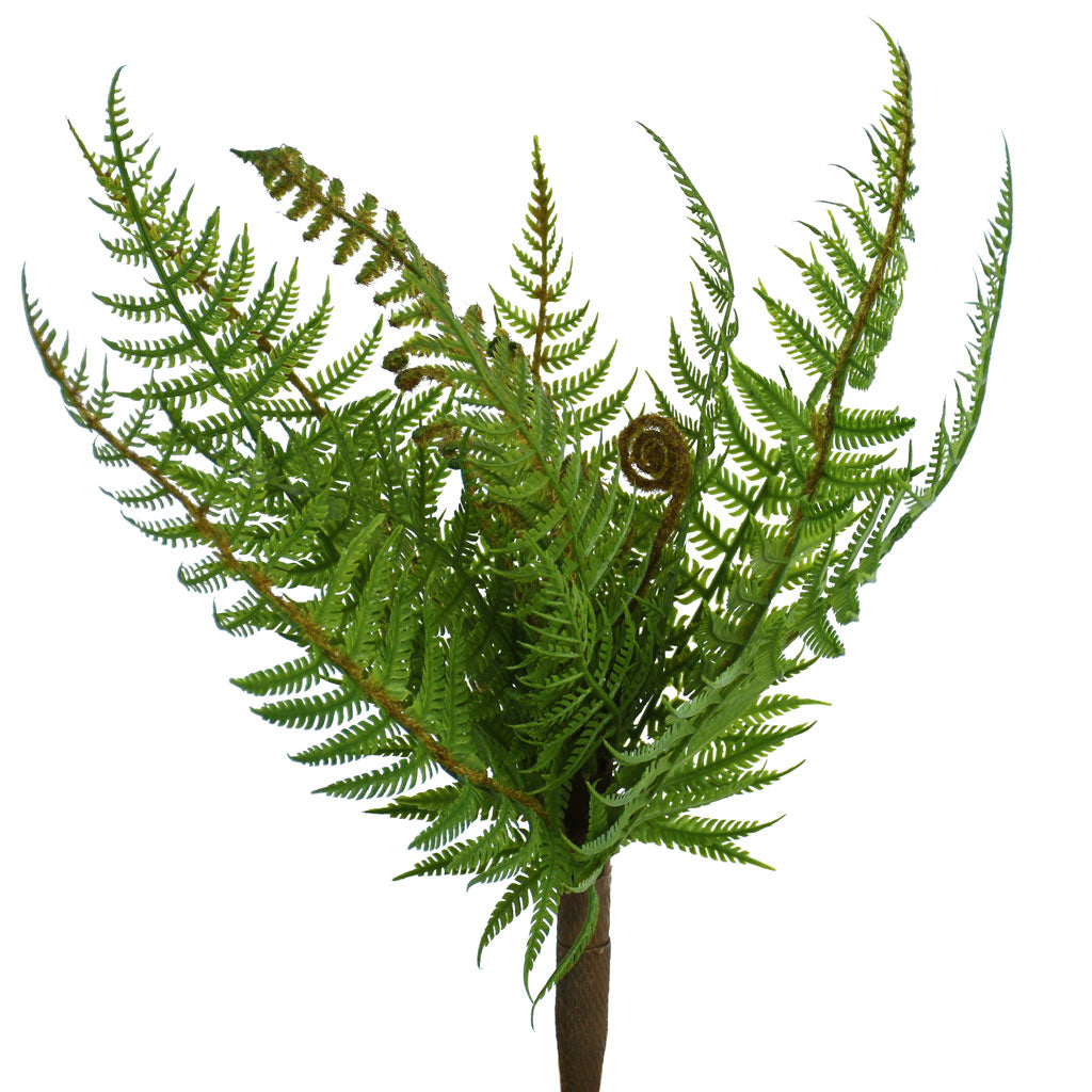 Fern - NZ Bush Small - Box Lot Deal (4)