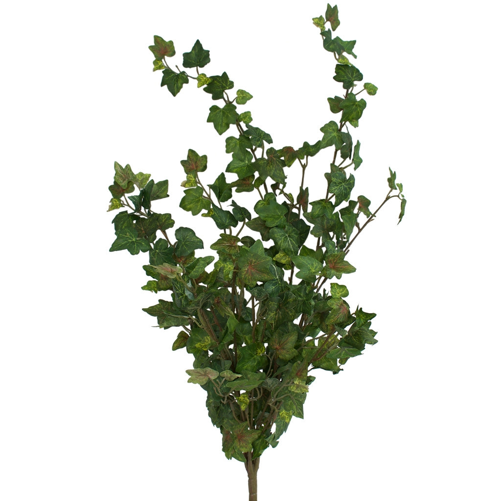 German Ivy - Bush with 12 stems - 67cm