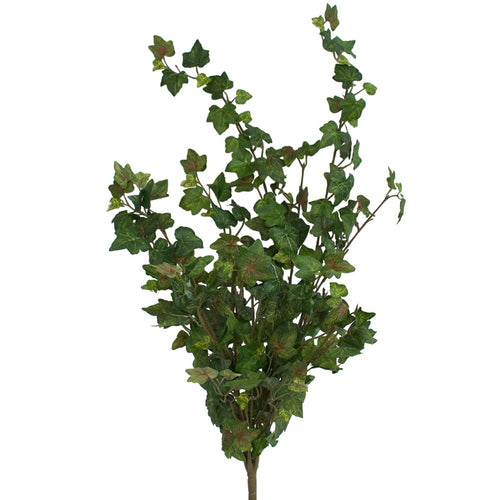 German Ivy - Bush with 12 stems - 67cm - Box Lot Deal (6)