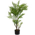 Maidenhair Ferns - Houseplant - 84cm - Box Lot Deal (2)