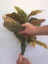 Croton Bushes Artificial - 60cm - Box Lot Deal (4)