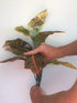 Croton Bushes Artificial - 60cm - Box Lot Deal (4)