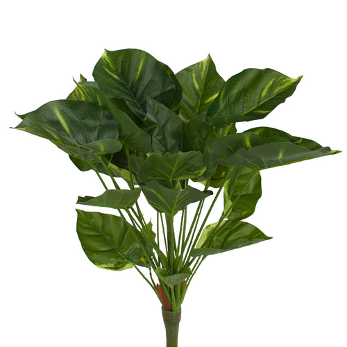 Philodendron Bush - 50cm - Box Lot Deal (6)