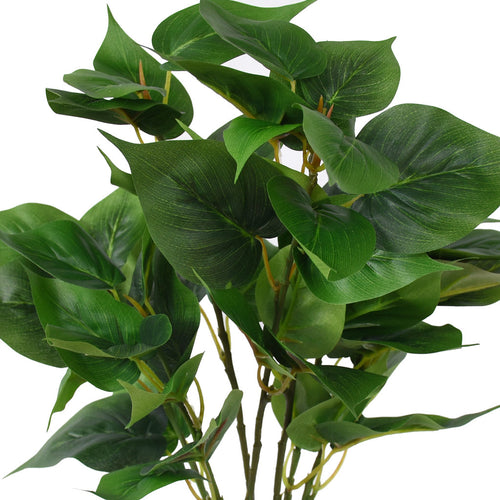 Greenery Plant - Large Philo