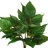 Greenery Plant - Small evergreen Pothos bush