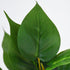 Greenery Plant - Small evergreen Pothos bush