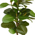 Fig Tree - Artificial - 145cm  ✰✰✰ HALF PRICE SPECIAL ✰✰✰
