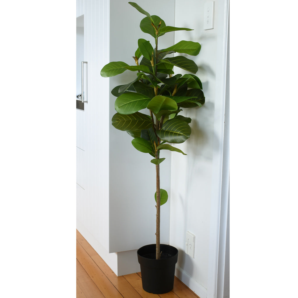 Fig Tree - Artificial - 145cm  ✰✰✰ HALF PRICE SPECIAL ✰✰✰