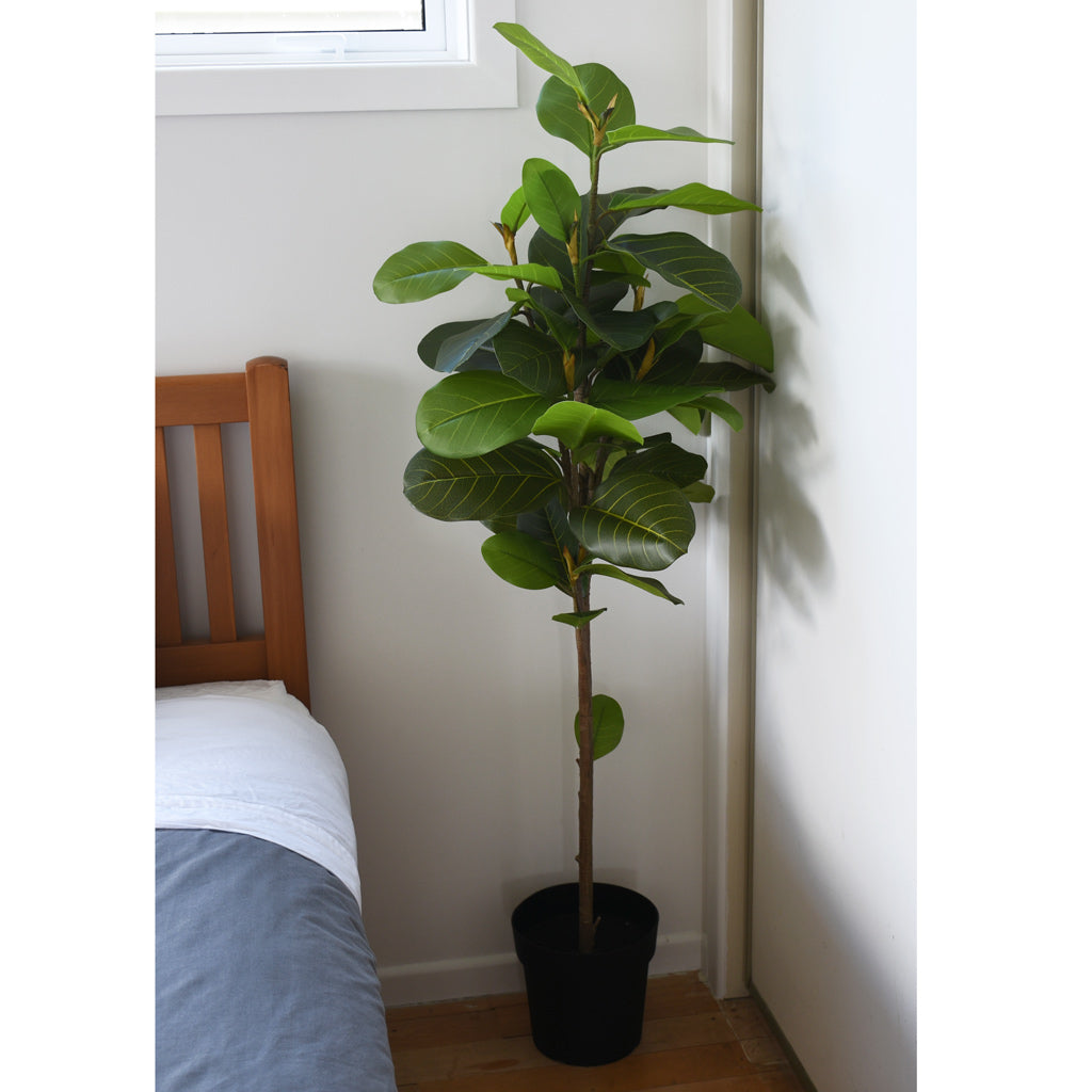 Fig Tree - Artificial - 145cm  ✰✰✰ HALF PRICE SPECIAL ✰✰✰