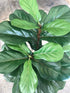 Artificial Fiddle Tree Leaves