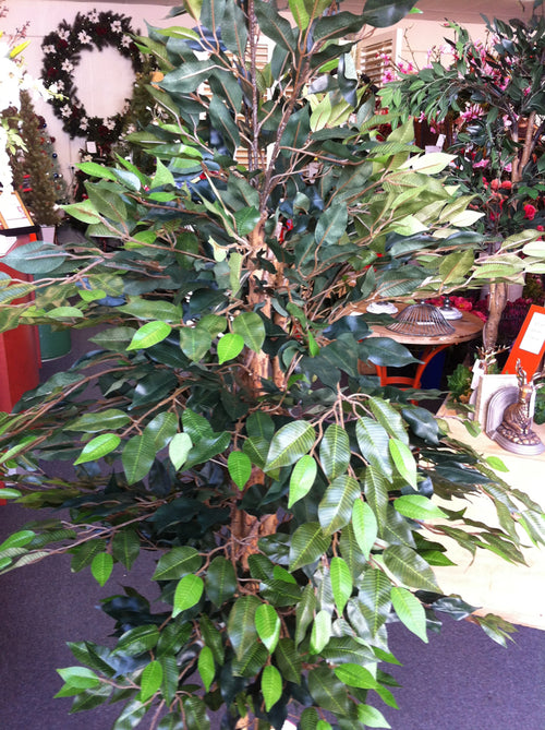 Ficus Tree - Close-up Leaves